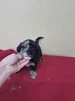 Max, a male Cockapoo for sale in Statesboro, GA – Photo 2 of 3