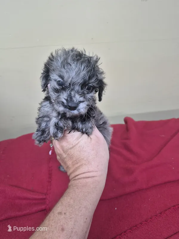 Daryl  – Boykin Spaniel, Poodle - Miniature  puppy for sale in Statesboro, GA