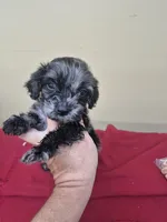 Daryl , a male Boykin Spaniel and Poodle - Miniature  for sale in Statesboro, GA – 1 of 3