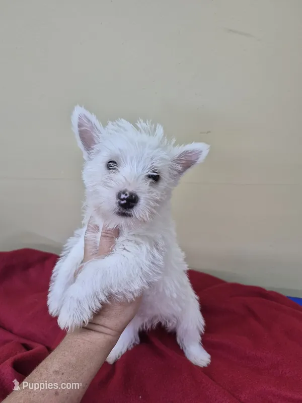 Mallory – West Highland White Terrier puppy for sale in Statesboro, GA