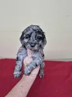 Lyndslee, a female Cockapoo for sale in Statesboro, GA – Photo 1 of 2