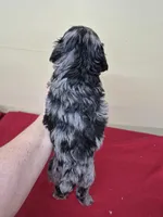 Lyndslee, a female Cockapoo for sale in Statesboro, GA – Photo 2 of 2