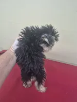 Shelly, a female Miniature Schnauzer and Yorkshire Terrier for sale in Statesboro, GA – 2 of 2