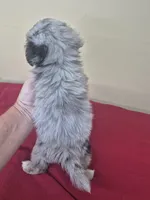 Carrie, a female Pomapoo and Cocker Spaniel for sale in Statesboro, GA – 2 of 2