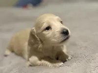 Snowman, a male Miniature Dachshund for sale in Duck Hill, MS – Photo 4 of 8