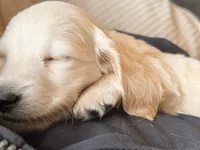 Snowman, a male Miniature Dachshund for sale in Duck Hill, MS – Photo 5 of 8