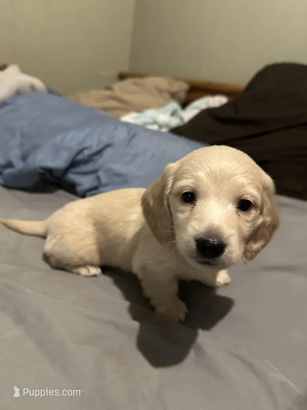 Snowman – Miniature Dachshund puppy for sale in Duck Hill, MS