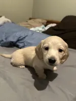 Snowman, a male Miniature Dachshund for sale in Duck Hill, MS – Photo 1 of 8