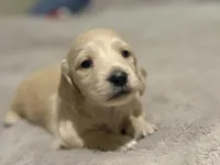 Snowman, a male Miniature Dachshund for sale in Duck Hill, MS – Photo 3 of 8