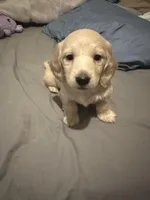 Snowman, a male Miniature Dachshund for sale in Duck Hill, MS – Photo 2 of 8