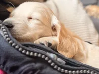 Snowman, a male Miniature Dachshund for sale in Duck Hill, MS – Photo 6 of 8