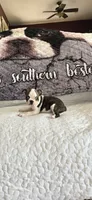 Elsa , a female Boston Terrier for sale in Walhalla, SC – 2 of 10