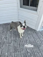 Sophia , a female Boston Terrier for sale in Walhalla, SC – 6 of 10
