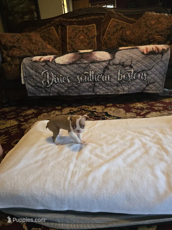 Emma  – Boston Terrier puppy for sale in Walhalla, SC