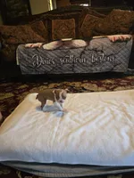 Emma , a female Boston Terrier for sale in Walhalla, SC – 1 of 10