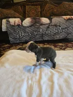 Sophia , a female Boston Terrier for sale in Walhalla, SC – 3 of 10