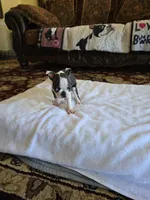 Milo  , a male Boston Terrier for sale in Walhalla, SC – 7 of 8