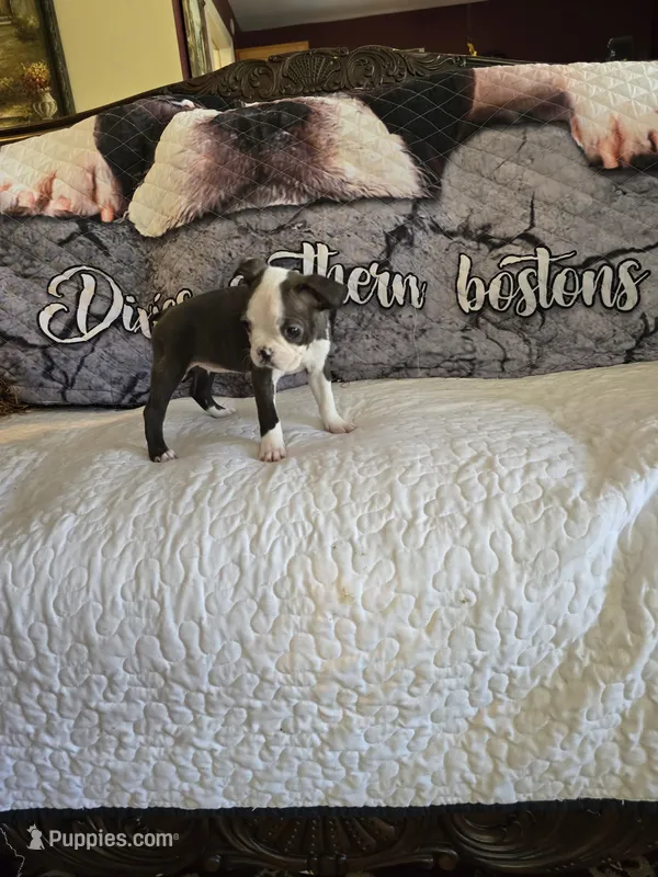 Sophia – Boston Terrier puppy for sale in Walhalla, SC