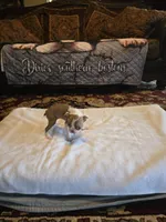 Emma , a female Boston Terrier for sale in Walhalla, SC – 4 of 10