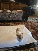 Emma , a female Boston Terrier for sale in Walhalla, SC – 2 of 10
