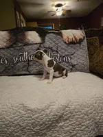 Elsa, a female Boston Terrier for sale in Walhalla, SC – 4 of 4