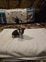 Milo  , a male Boston Terrier for sale in Walhalla, SC – 6 of 8