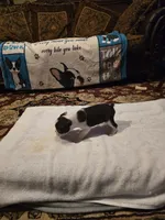 Milo  , a male Boston Terrier for sale in Walhalla, SC – 3 of 8