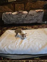 Emma , a female Boston Terrier for sale in Walhalla, SC – 6 of 10