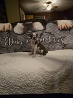 Elsa, a female Boston Terrier for sale in Walhalla, SC – 1 of 1