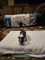 Milo  , a male Boston Terrier for sale in Walhalla, SC – 2 of 8