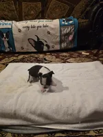 Milo  , a male Boston Terrier for sale in Walhalla, SC – 8 of 8