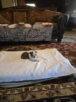Elsa , a female Boston Terrier for sale in Walhalla, SC – 1 of 10