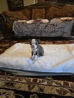 Sophia , a female Boston Terrier for sale in Walhalla, SC – 5 of 10