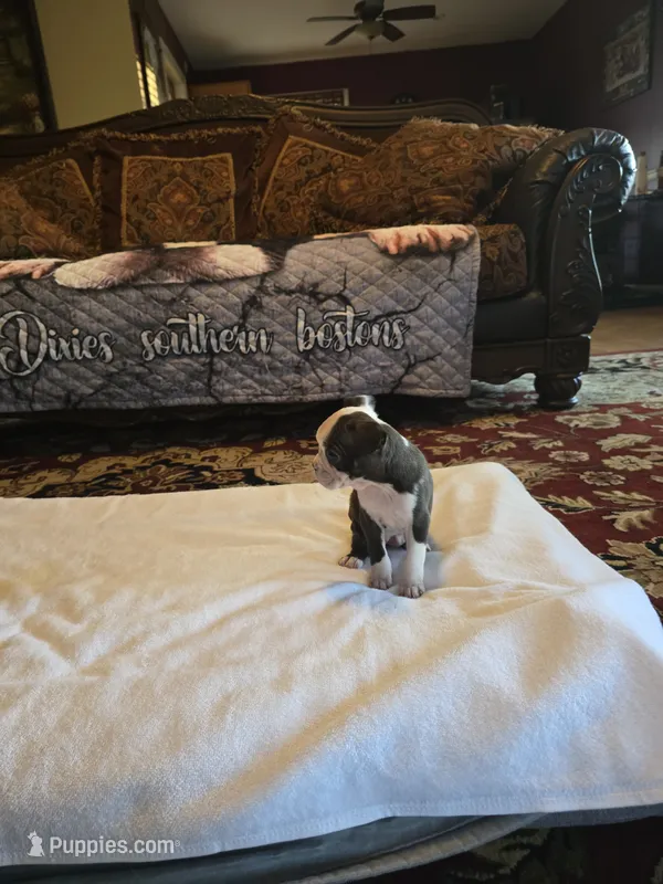 Sophia  – Boston Terrier puppy for sale in Walhalla, SC