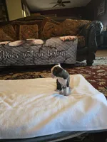 Sophia , a female Boston Terrier for sale in Walhalla, SC – 10 of 10