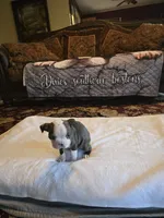 Sophia , a female Boston Terrier for sale in Walhalla, SC – 9 of 10