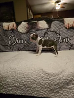 Elsa, a female Boston Terrier for sale in Walhalla, SC – 2 of 4