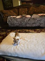 Emma , a female Boston Terrier for sale in Walhalla, SC – 9 of 10