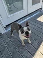 Elsa , a female Boston Terrier for sale in Walhalla, SC – 10 of 10