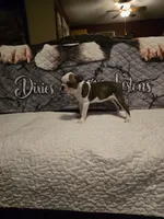 Elsa, a female Boston Terrier for sale in Walhalla, SC – 3 of 4