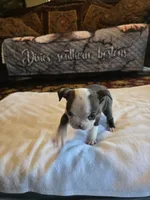 Sophia , a female Boston Terrier for sale in Walhalla, SC – 8 of 10