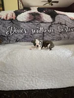 Elsa , a female Boston Terrier for sale in Walhalla, SC – 5 of 10