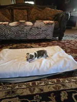 Elsa , a female Boston Terrier for sale in Walhalla, SC – 3 of 10