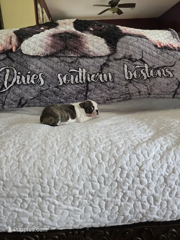 Elsa – Boston Terrier puppy for sale in Walhalla, SC