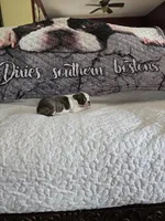 Elsa , a female Boston Terrier for sale in Walhalla, SC – 8 of 10