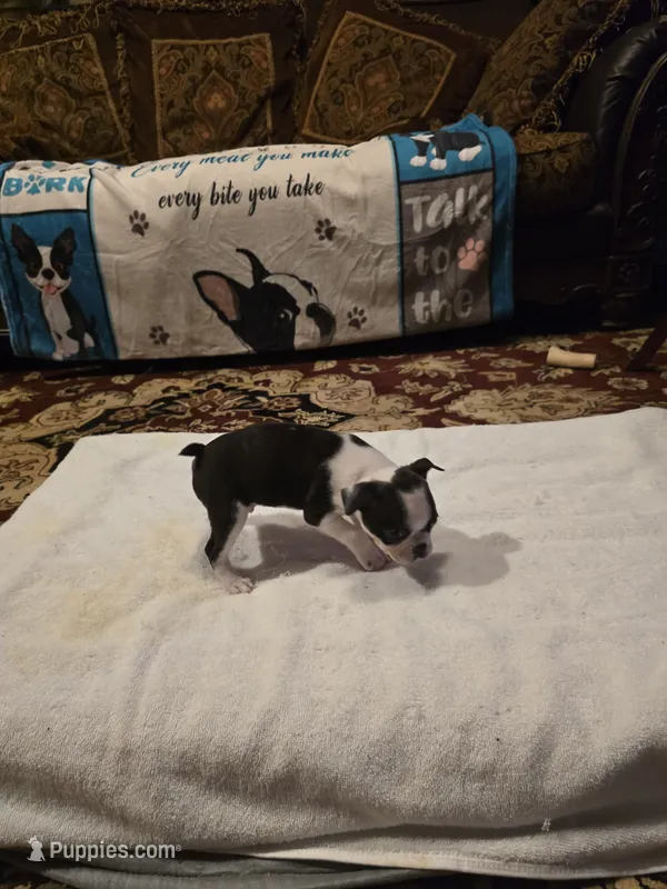 Milo   – Boston Terrier puppy for sale in Walhalla, SC