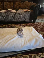 Emma , a female Boston Terrier for sale in Walhalla, SC – 8 of 10
