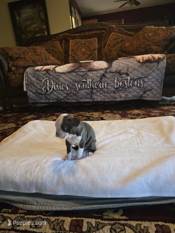 Sophia  – Boston Terrier puppy for sale in Walhalla, SC