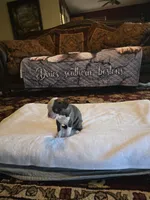 Sophia , a female Boston Terrier for sale in Walhalla, SC – 1 of 10