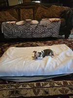 Elsa , a female Boston Terrier for sale in Walhalla, SC – 4 of 10